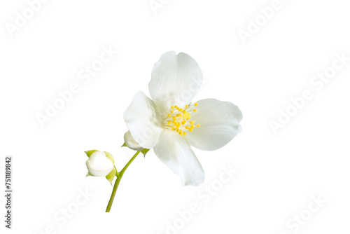 Beautiful white flower isolated on white background. Philadelphus coronarius  sweet mock orange  English dogwood  or wild jasmine 