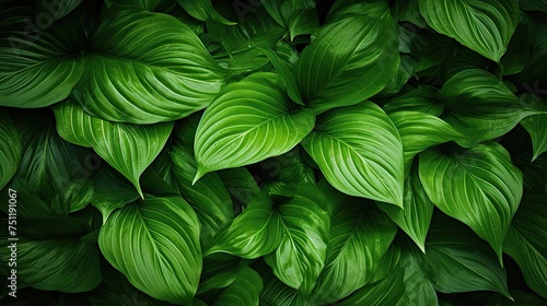 Lush Green Leaves Texture Background