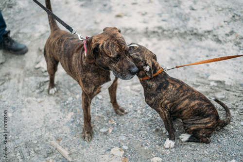 Anonymous person and pet dogs with collars long leashes photo