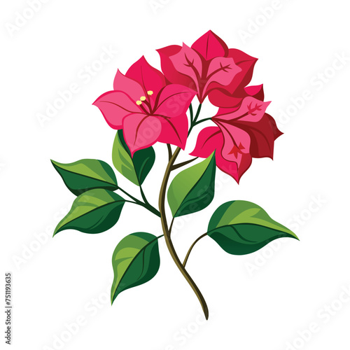 Bougainvillea Flower Illustration on White Background