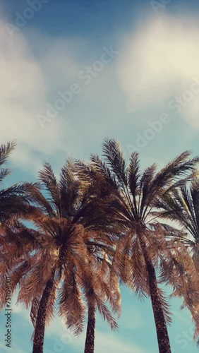 Palm trees vintage toned perspective view to the sky