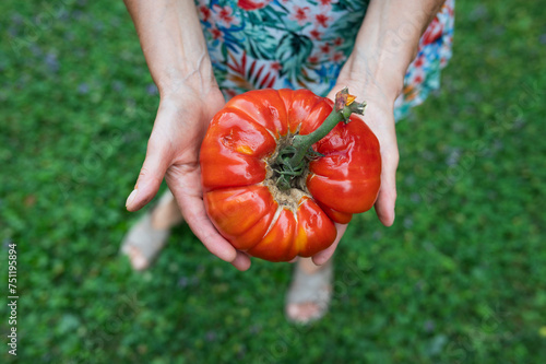 Big organic tomato in hand photo