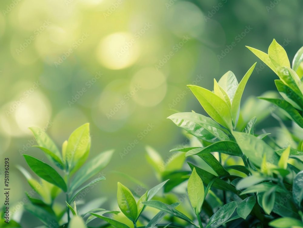 Obraz premium green nature background