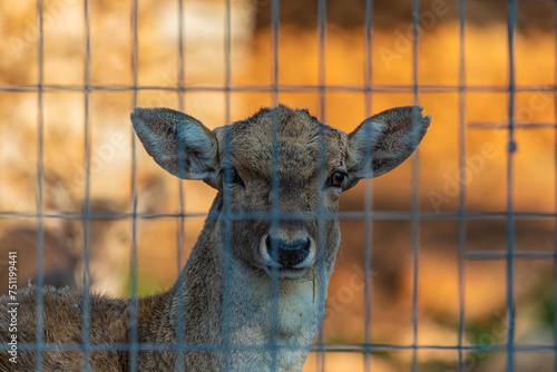portrait of a deer behind bars