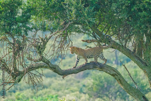 leopard posing on a tree at Masai Mara