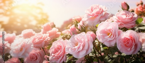 A cluster of pink roses stands tall in a vibrant field, their petals delicately swaying in the breeze under the clear blue sky.