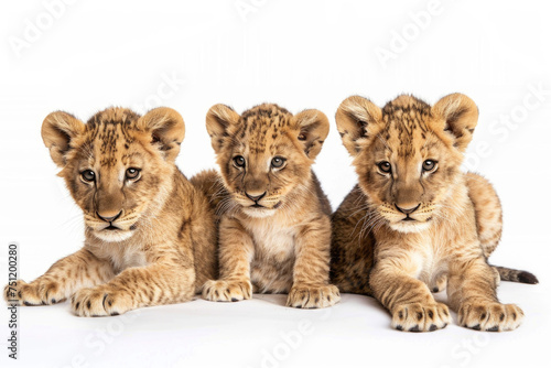 Three cute lion cubs posing together against a clean white backdrop © Veniamin Kraskov