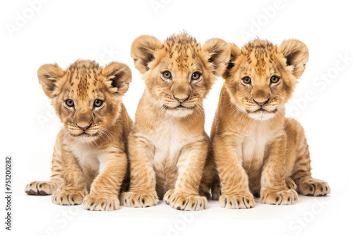 Three cute lion cubs posing together against a clean white backdrop © Venka