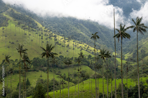 Cocora Valley's Breathtaking Panorama and Majestic Wax Palms photo