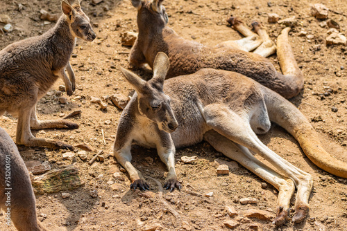 kangaroo lies on the sand