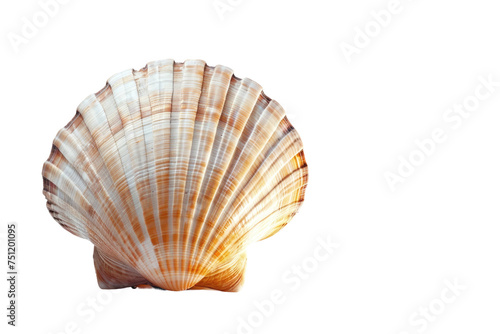 Ocean Shell Isolated On Transparent Background