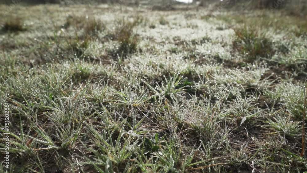 green grass close up with dew drops on a blurred background moves from the wind. green grass close up with dew drops on a blurred background moves from the wind.