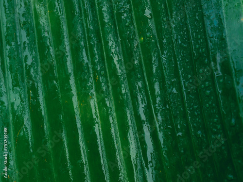 Green banana leaves with water drops  close-up for a rainy season nature background.   