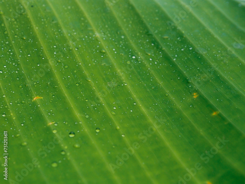 Green banana leaves with water drops, close-up for a rainy season nature background. 