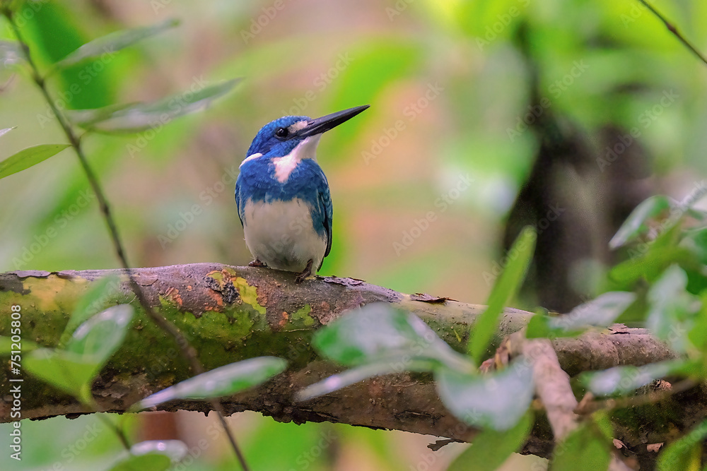 Small Blue kingfisher perching on branch