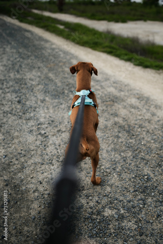 POV walking vizsla dog on a leash on gravel