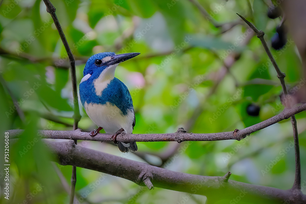 Small Blue Kingfisher - Alcedo coerulescens