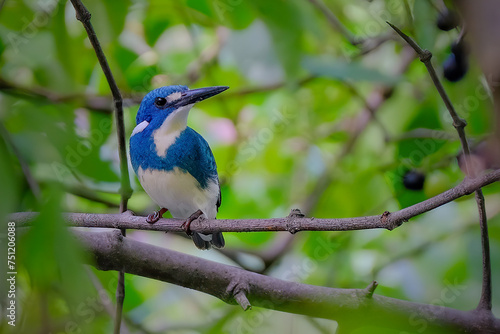 Small Blue Kingfisher - Alcedo coerulescens © Cavan