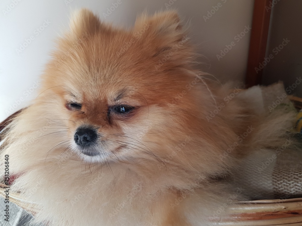 Fluffy red dog of the Spitz breed resting Fluffy red dog of the Spitz breed resting