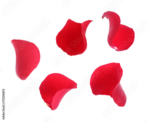 Bright red rose petals isolated on white