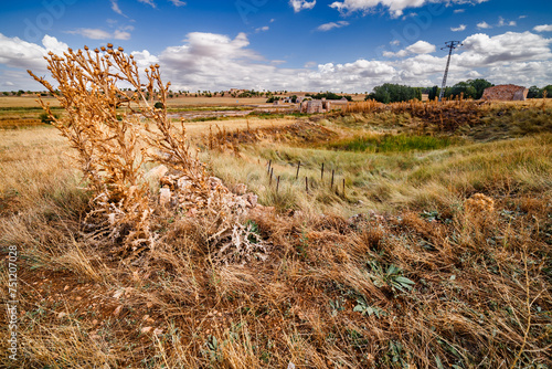 A large thistle in the salt marshes of Pinilla photo