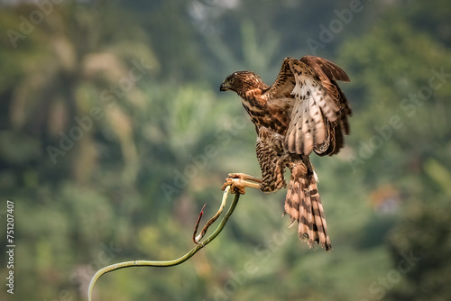 Crested Goshawk bird fighting with snake photo