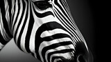 Close up of a black and white zebra skin on a black background