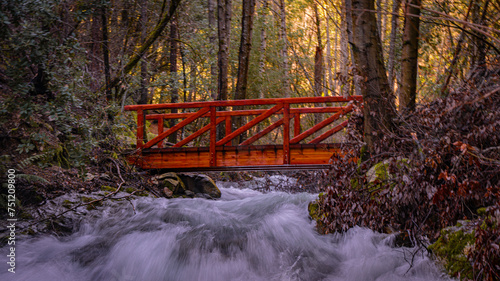 bridge in the woods