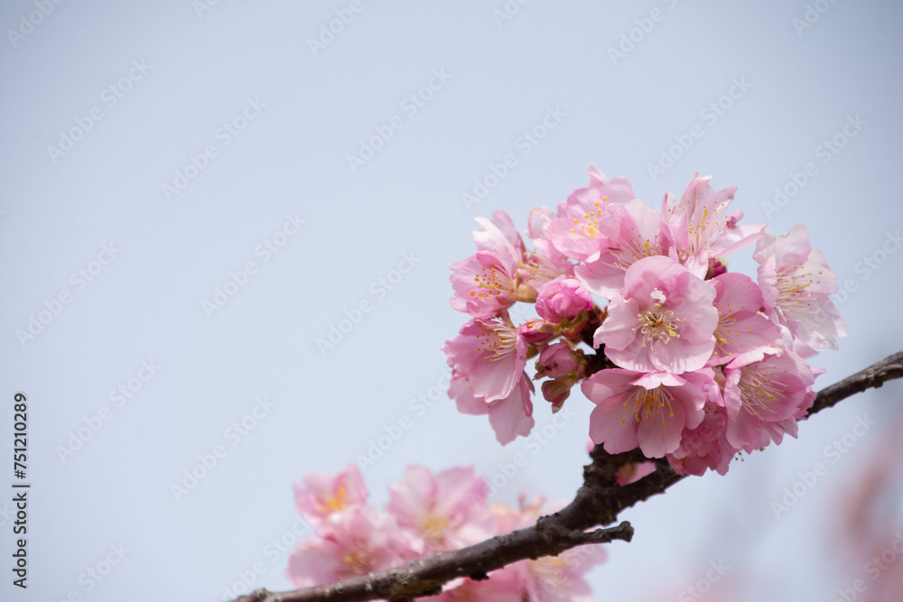 Obraz premium 河津桜