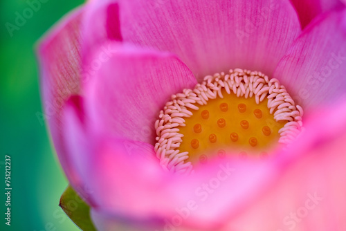 close up of a flower