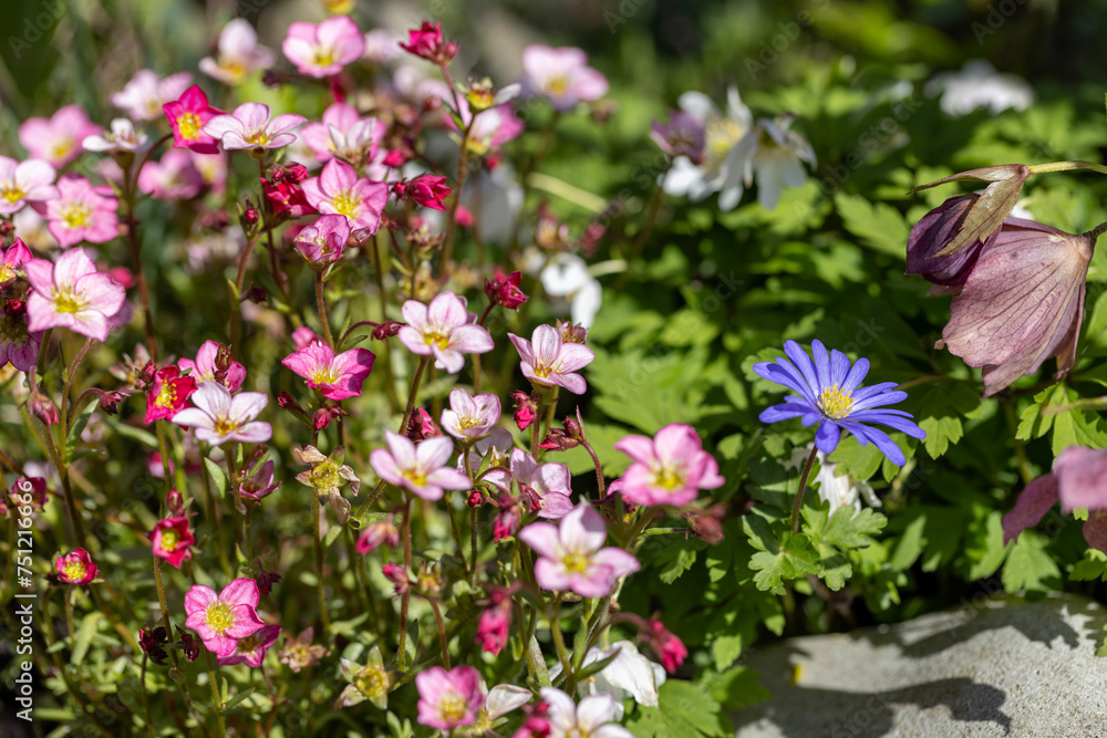 Red spring flowers of saxifraga × arendsii blooming in rock garden, close up Red spring flowers of saxifraga × arendsii blooming in rock garden, close up