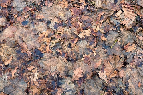 Background of brown leaves. Various fallen leaves. Shot from above.