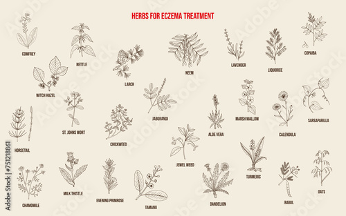 Best medicinal herbs for eczema