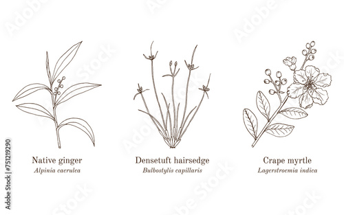 Collection of edible and medicinal plants