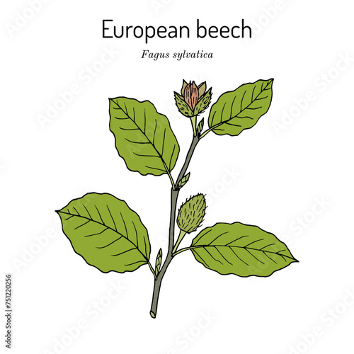 European or common beech (fagus sylvatica), branch with leaves and fruit