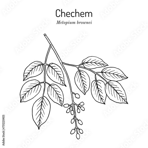 Chechem, or black poisonwood (metopium brownei ), poison plant