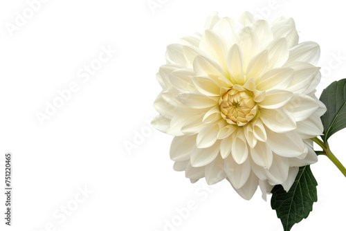 The Dahlia in Bloom Isolated On Transparent Background