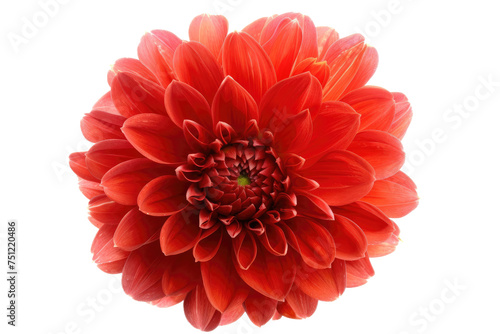 The Majestic Dahlia Isolated On Transparent Background