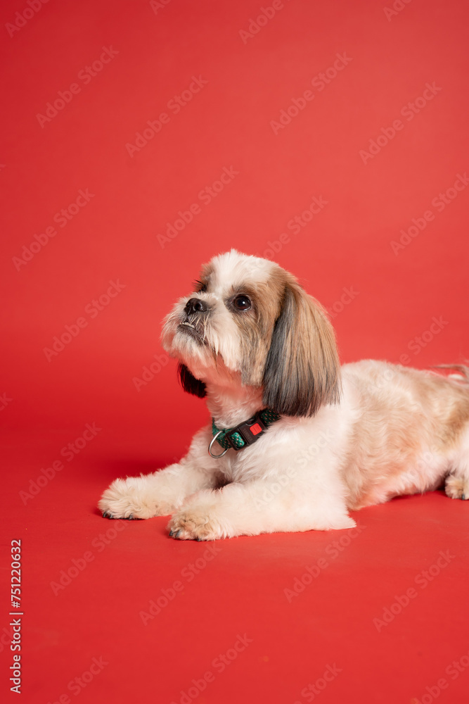 Shih Tzu Dog Portrait sitting shot with red backdrop