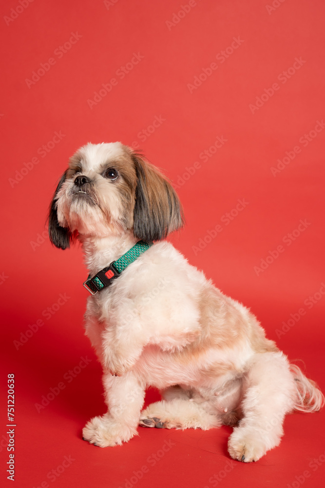 Shih Tzu Dog Portrait shot with red backdrop Shih Tzu Dog Portrait shot with red backdrop