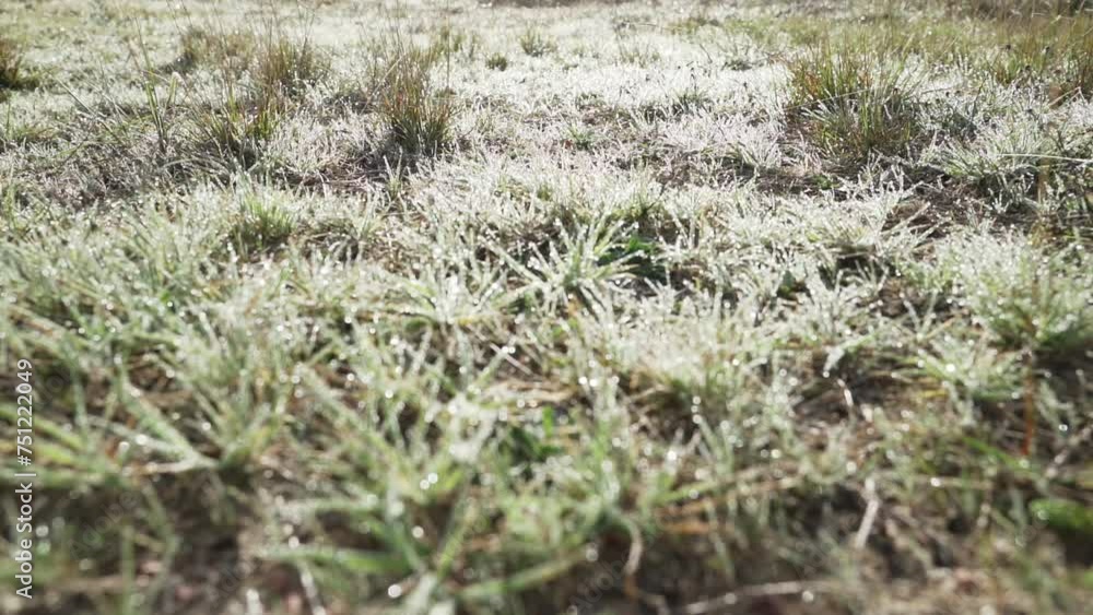 green grass close up with dew drops on a blurred background moves from the wind. green grass close up with dew drops on a blurred background moves from the wind.