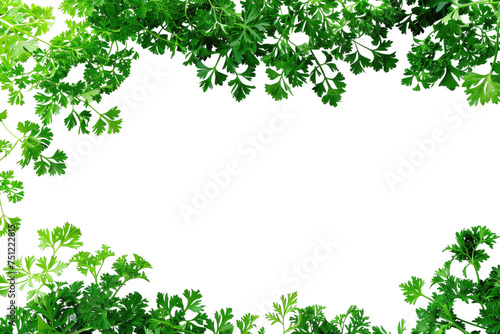 Green Parsley Leaves Isolated On Transparent Background