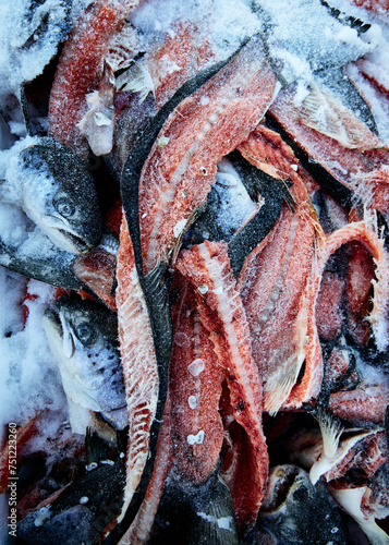 frozen salmon fish scraps photo