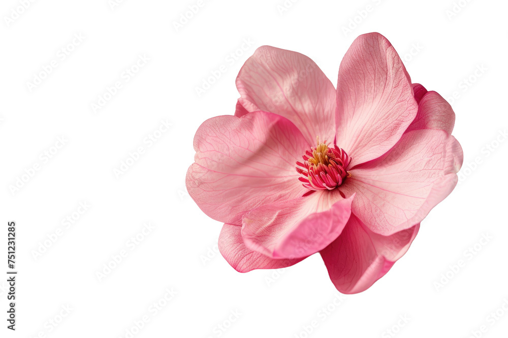 The Pink Magnolia Bloom Isolated On Transparent Background
