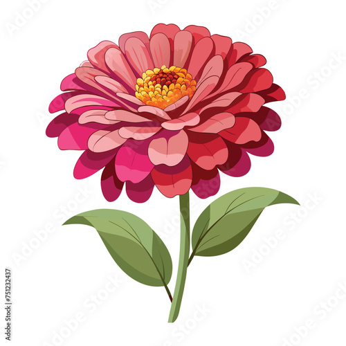 Zinnia Flower Illustration on White Background
