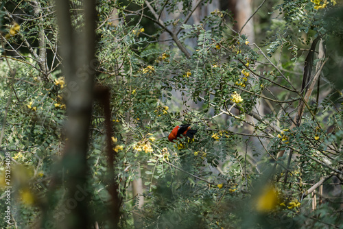 The ʻiʻiwi  (Drepanis coccinea) or scarlet honeycreeper is a species of Hawaiian honeycreeper.  Sophora chrysophylla, known as māmane in Hawaiian,  Hosmer Grove Campground. Haleakala National Park,
 photo