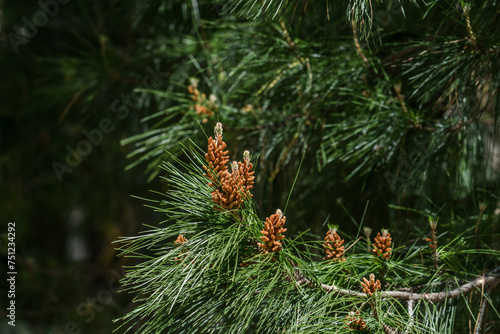 Pinus radiata (syn. Pinus insignis), the Monterey pine, insignis pine or radiata pine, is a species of pine. Hosmer Grove Campground Haleakalā National Park Maui Hawaii