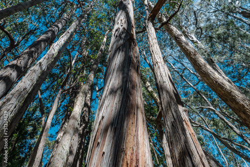 Eucalyptus is a genus of more than 700 species of flowering plants in the family Myrtaceae. Hosmer Grove Campground Haleakalā National Park Maui Hawaii photo