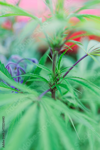 Hanfpflanze Cannabis Hanf anbauen