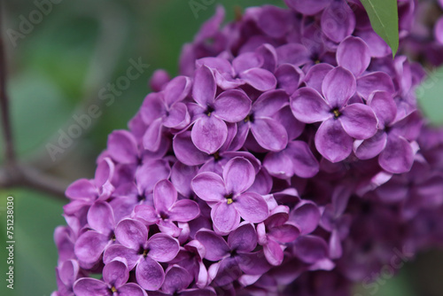 Closeup of common Lilac